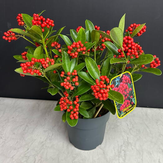 Skimmia japonica temptation Indoor plant