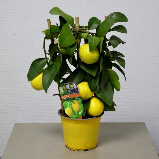 Citrofortunella Lemon shtambovaya (D-14, H-40)