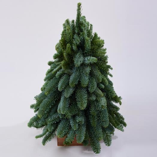 Елка новогодняя живая из датской ели без украшений. Букет F221 Цветы Столицы