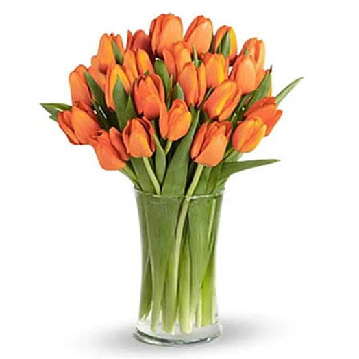 30 Orange Tulip Collection