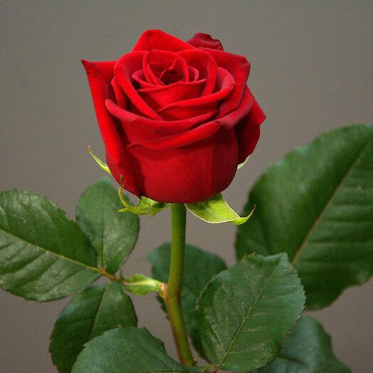 Роза Ред Наоми