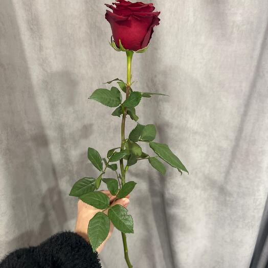 Роза экспловер