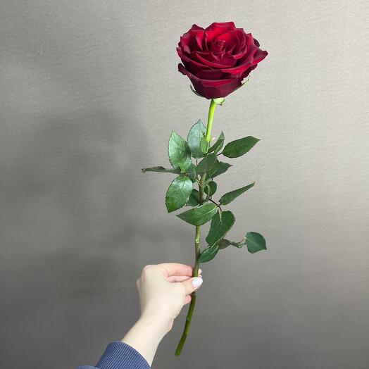 Роза Explorer Эквадор