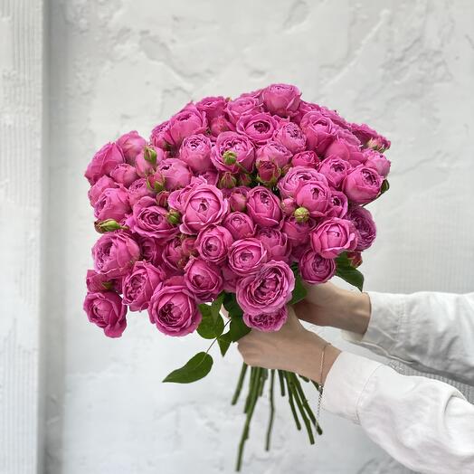 Bushy peony-shaped roses "Misty bubbles"