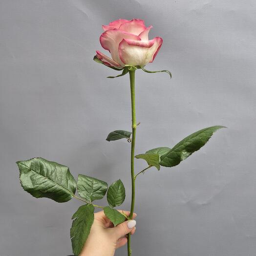 Rose pink, delicate