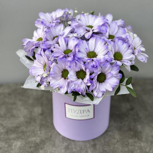 Хризантема ромашка Лавандовые сны