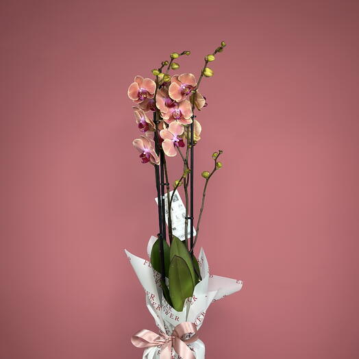 Phalaenopsis Orchids Peach