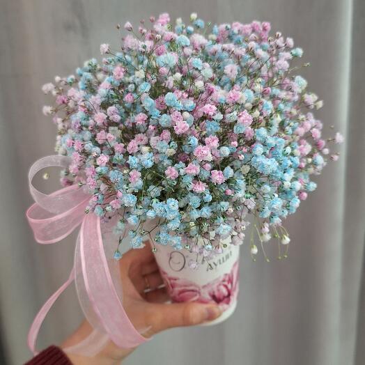 Гіпсофіла в стаканчику