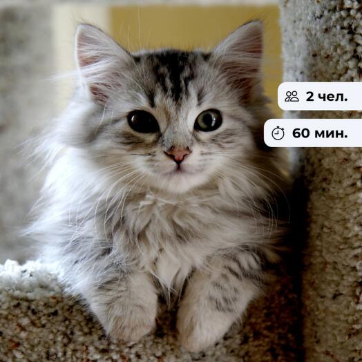 Кис-Кис. Посещение котокафе
