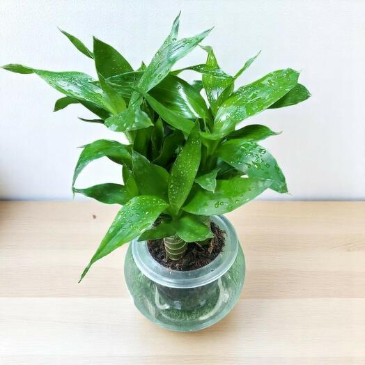 Lucky bamboo