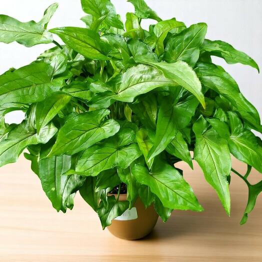 Syngonium
