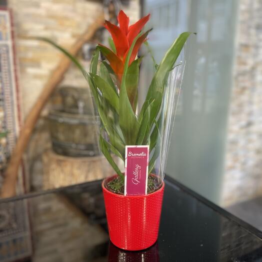 Bromelia Rouge + Cache Pots 🫙