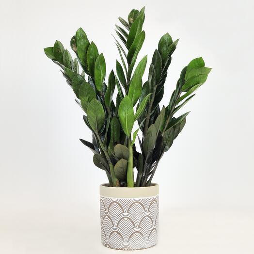 Замиокулькас Равен «Черный принц» в кашпо, D-12 см