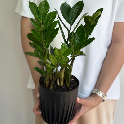 Замиокулькас пересаженный в кашпо