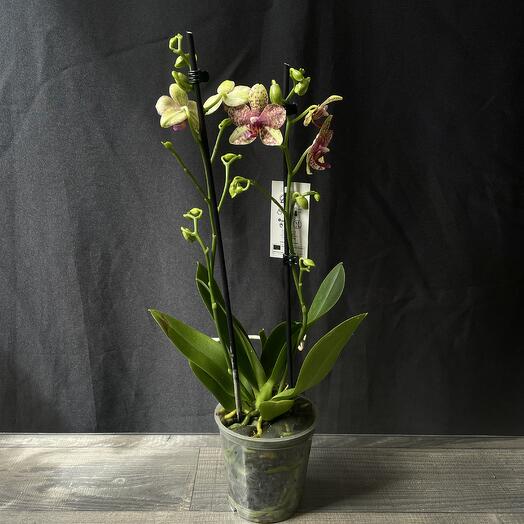 Phalaenopsis Grosseto orchid