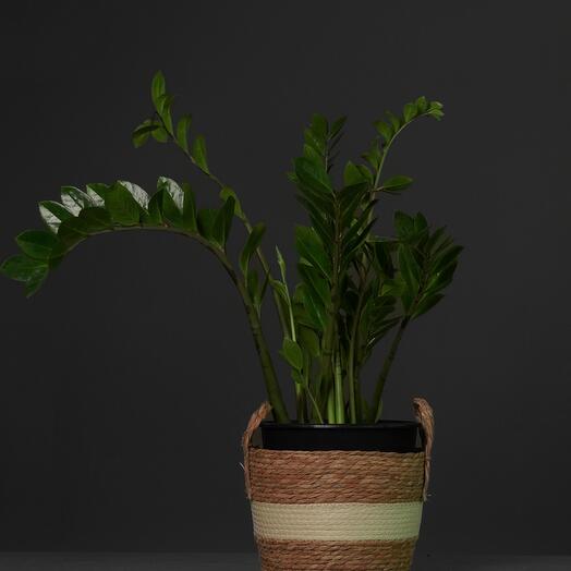 Замиокулькас