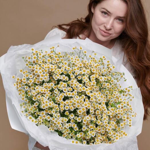 Daisy Dreams - Small