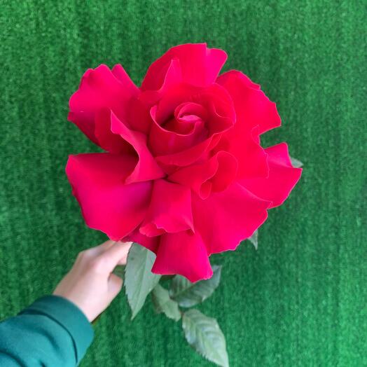 Французская Роза Софи Лорен Фуксия 💕