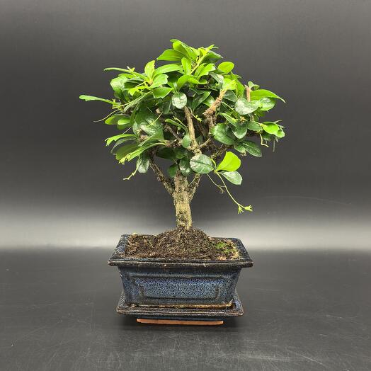 Бонсай Кармона в керамической бонсайнице 12см