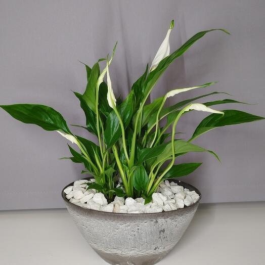 Спатифиллум в кашпо