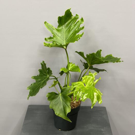 Комнатное растение- филодендрон