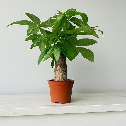 Pachira baobab