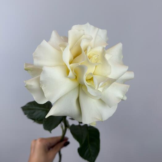 Белая французская роза Мондиаль (Mondial) 60 см. N2