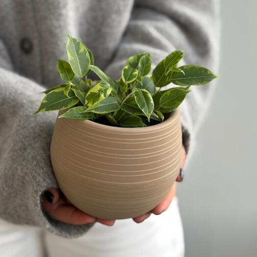 Фикус Бенджамина мини