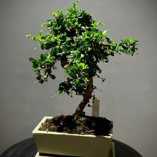 Бонсай Кармона в бежевом кашпо