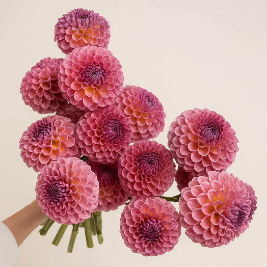 Букет для мамы, Георгины 15 шт