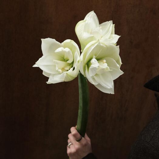 Махровый белый амариллис Wimbledon