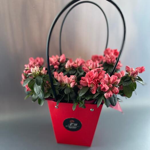 Azalea