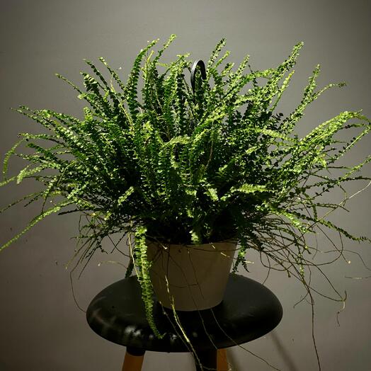 Папоротник Даффи