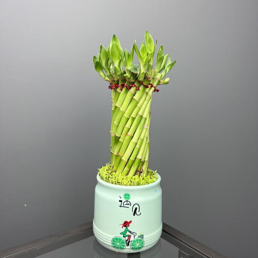 Растение бамбук лаки счастья удачи в керамике, высота 30см