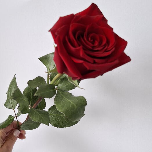 Роза Эксплорер 60 см