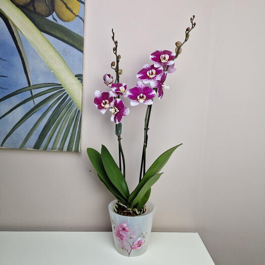 Орхидея Фаленопсис пятнистая в горшке