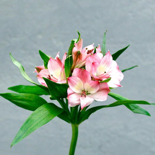 Ветка альстромерии