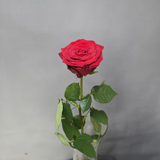 Роза крымская 70см Red