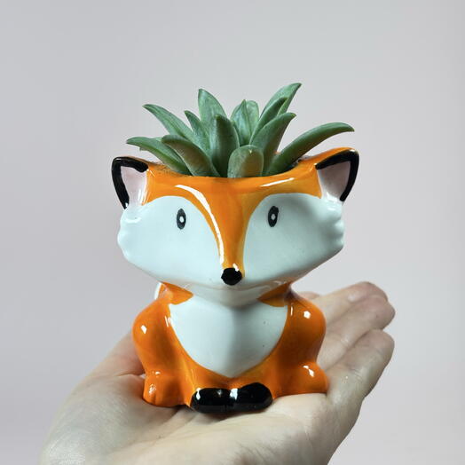 Суккулент редкий в кашпо Лисенок