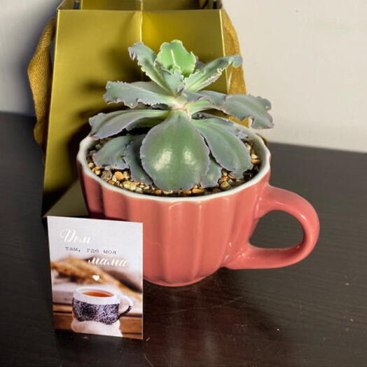 Флорариум «Кружка» подарок для мамы