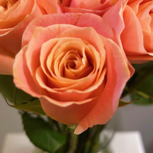 Peach Glow Roses