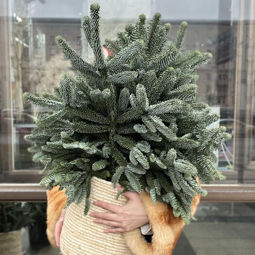 Нобилис Зимняя свежесть в плетёной корзине