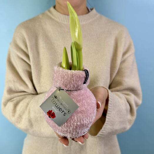 Cvetmarket VANDA flowers Kursk
