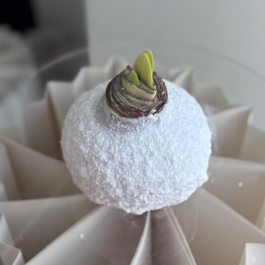 Амариллис Snow Edition