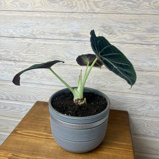 Алоказия black velvet в керамическом горшке