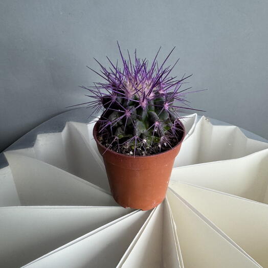 Кактус фиолетовый маленький