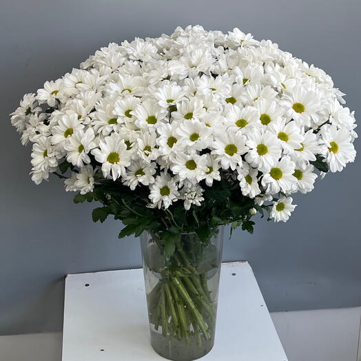 Ромашки белые