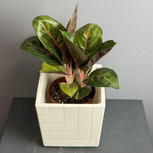Аглаонема с крупными зелеными листьями с красными прожилками в стильном белом квадратном горшке