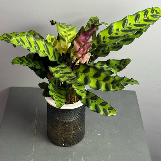 Калатея замечательная или ланцетолистная в вазочке с водой☘️