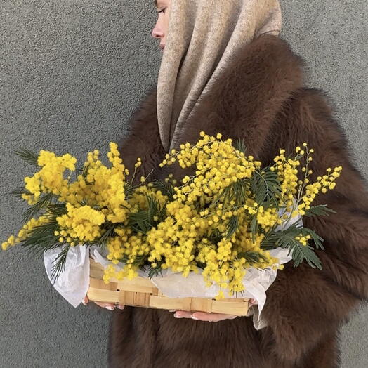 Ароматная мимоза в лукошке
